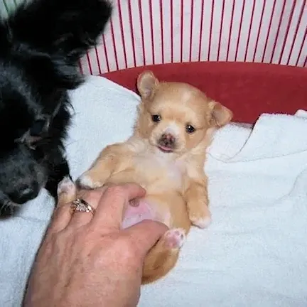 Chihuahuas and Other Pets: Successfully Introducing A New Puppy