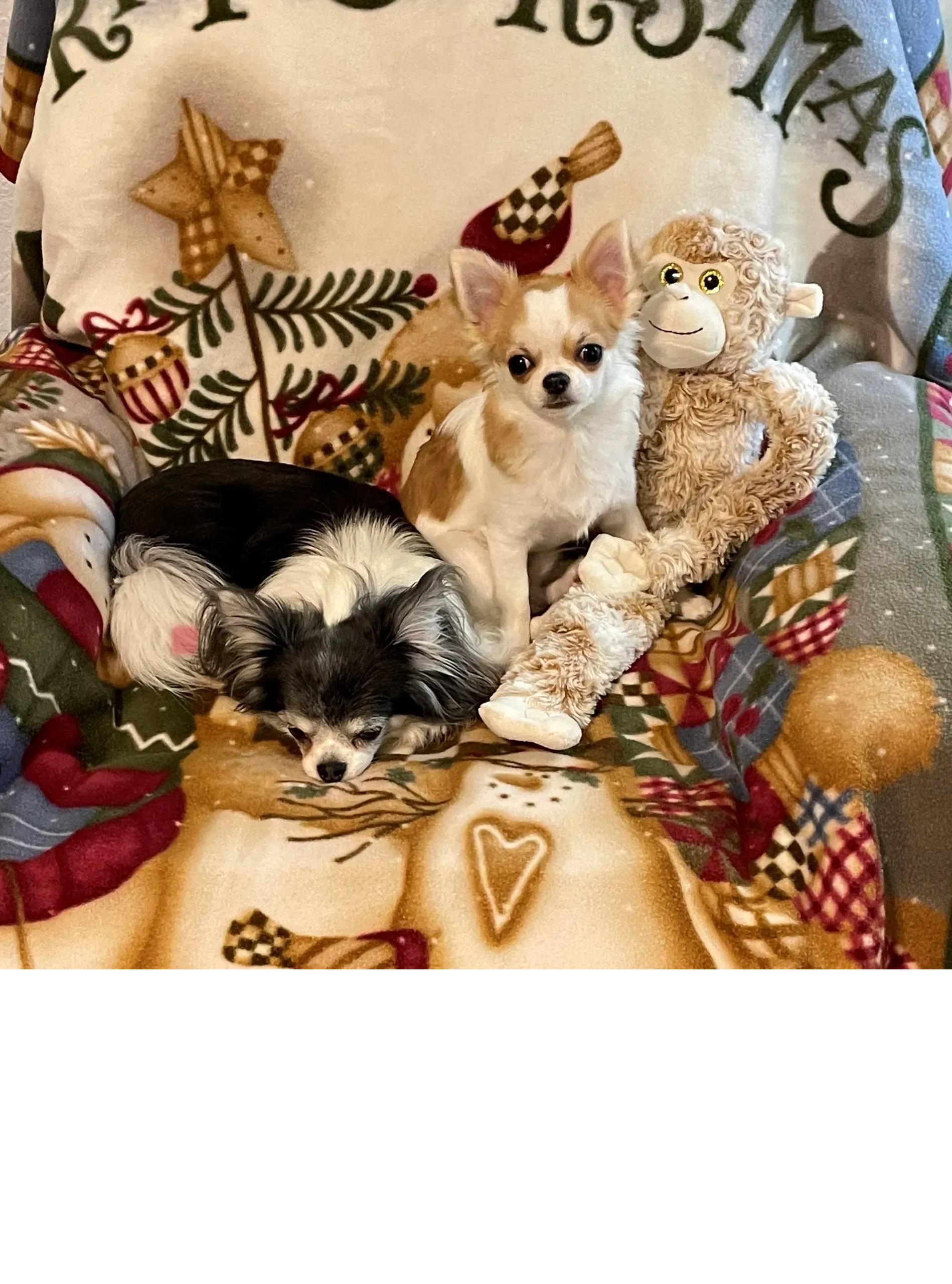 Chihuahuas-image-1