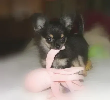 Chihuahuas-image-3