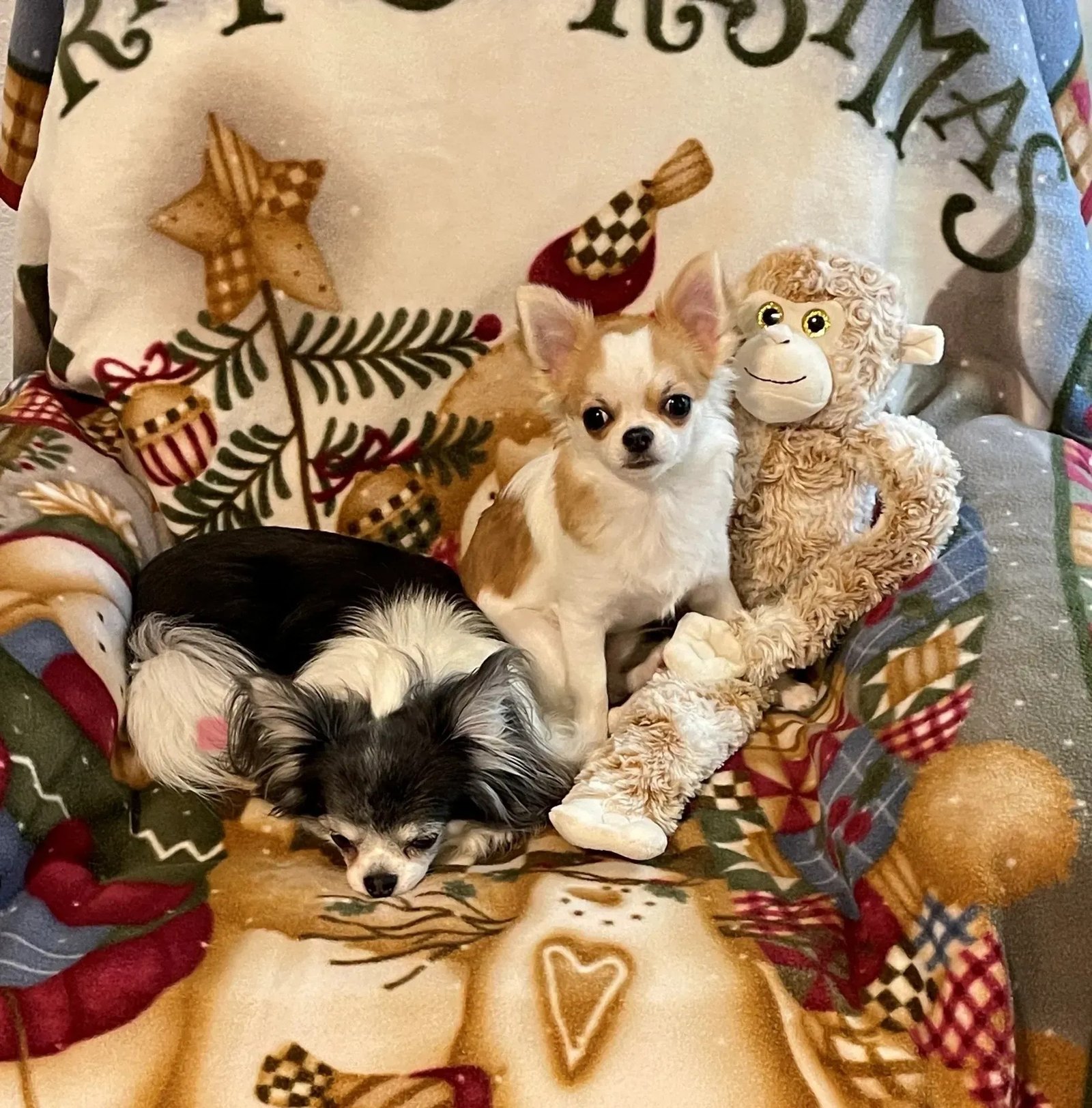 Chihuahuas-image-1