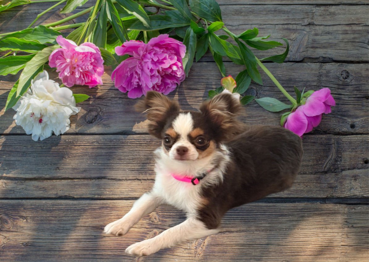 Chihuahuas-image-8