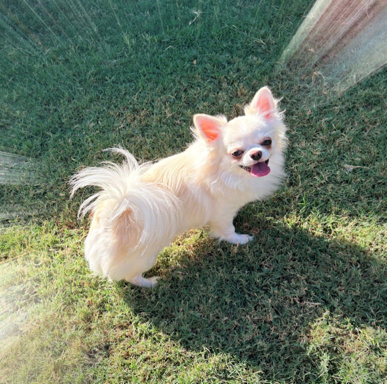 Chihuahuas-image-7