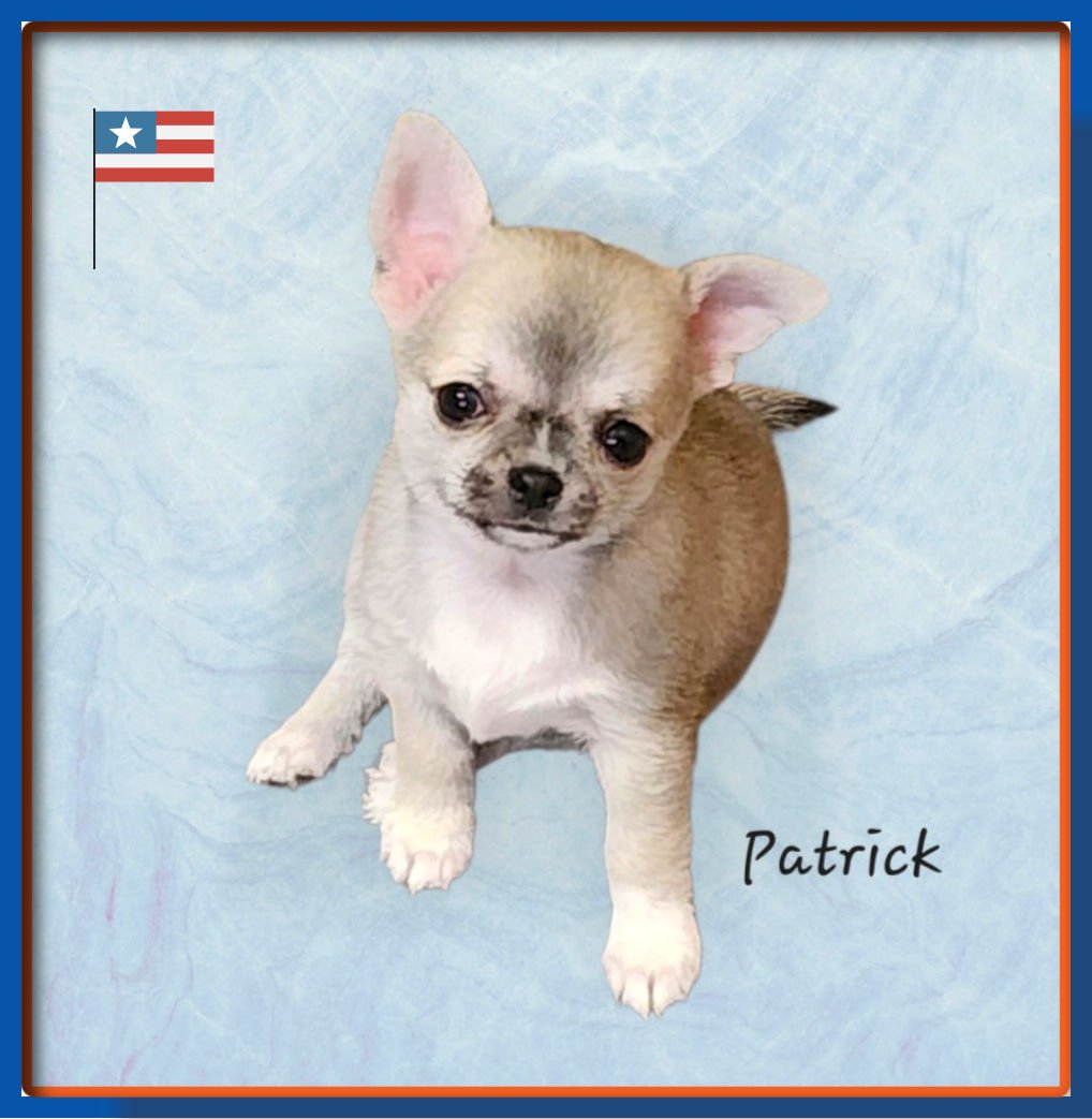 p-dog-1