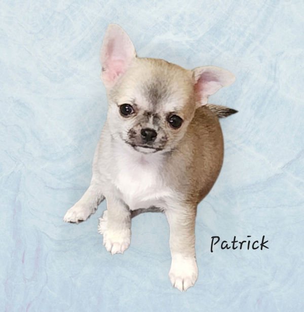 p-dog-1