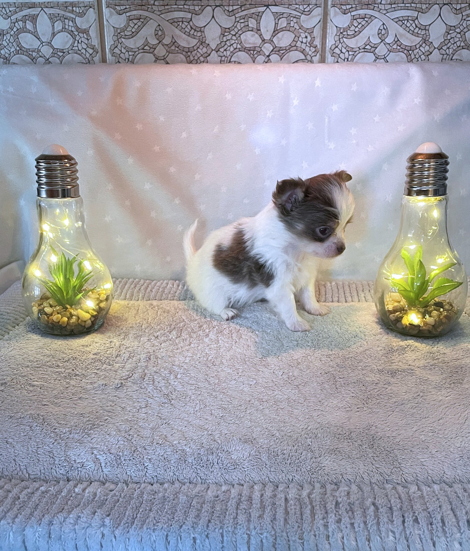 Chihuahuas-image-1