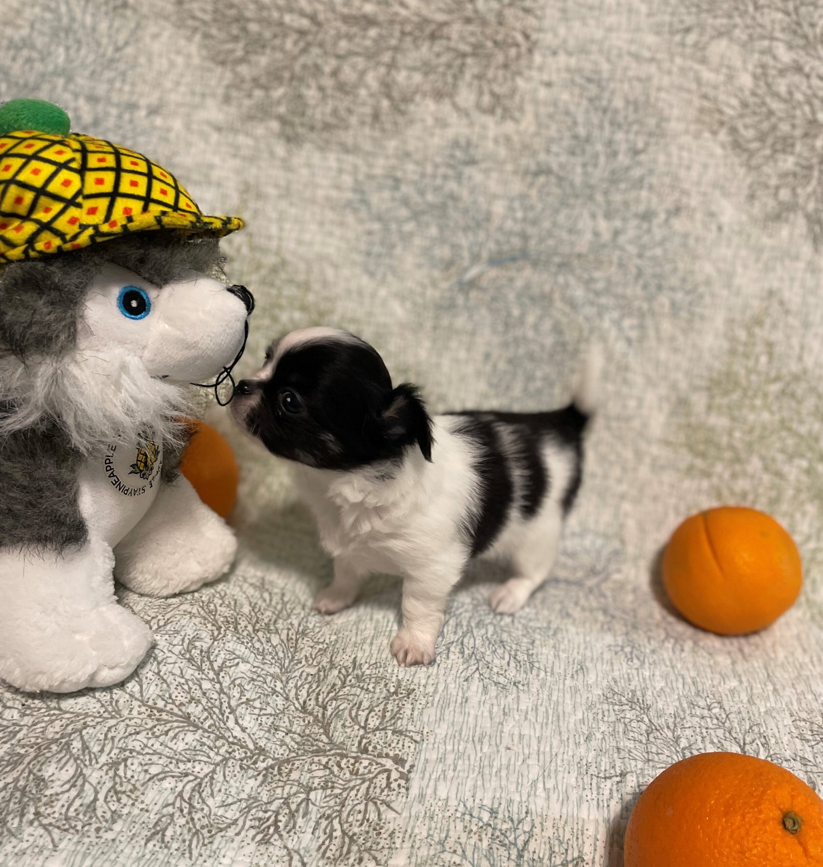 Chihuahuas-image-2