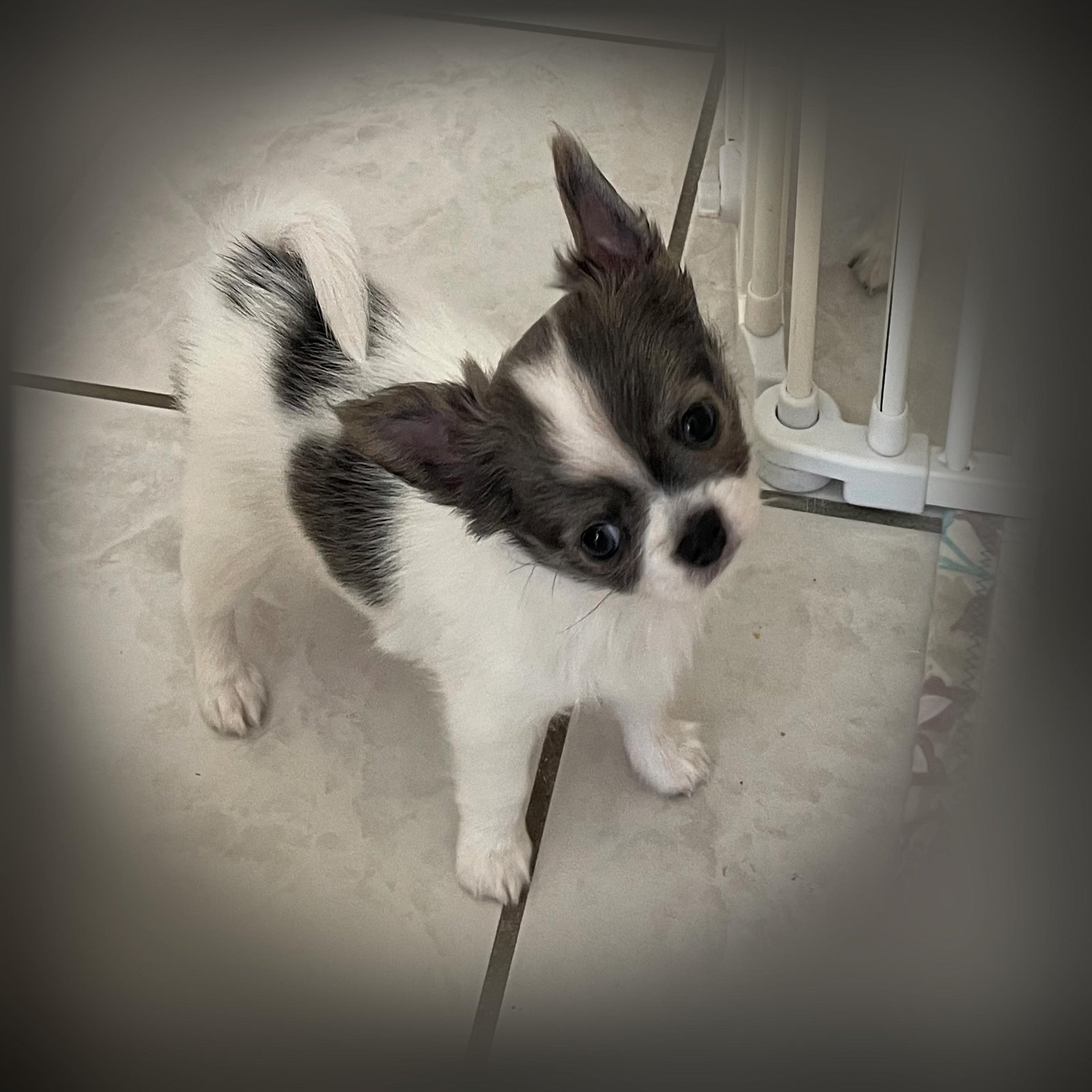 Chihuahuas-image-3
