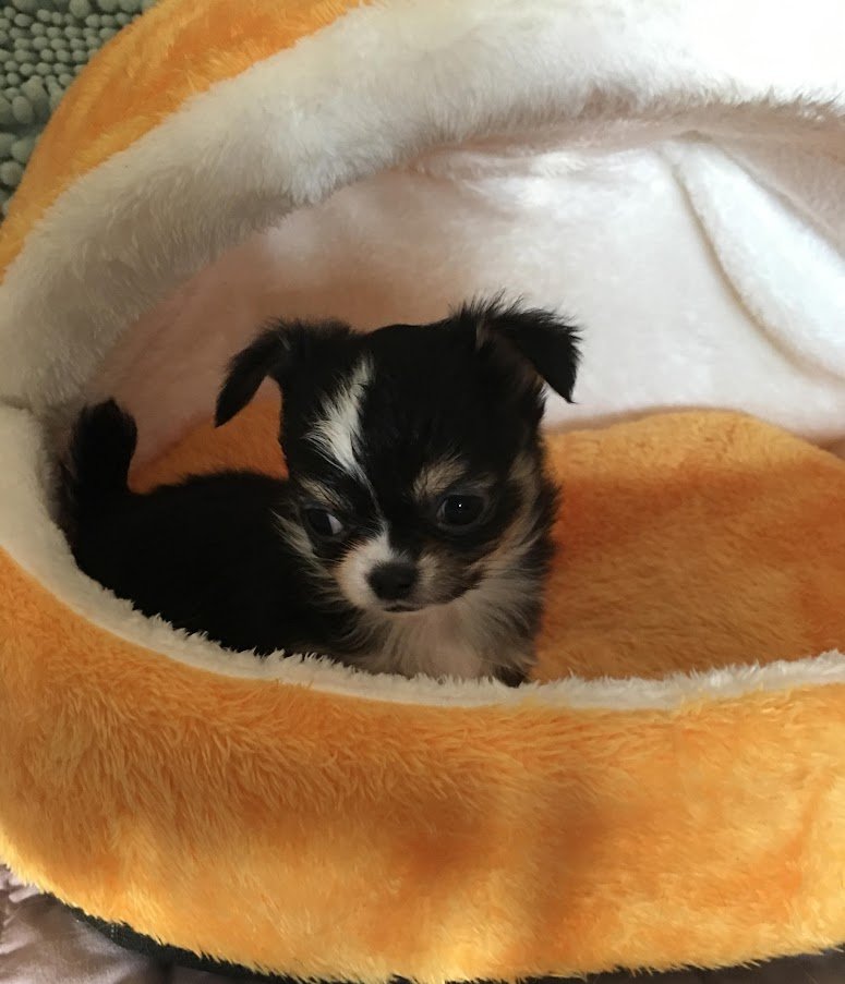 Chihuahuas-image-3