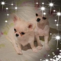 Chihuahuas-image-3