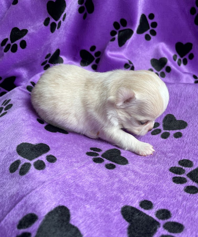 Chihuahuas-image-3