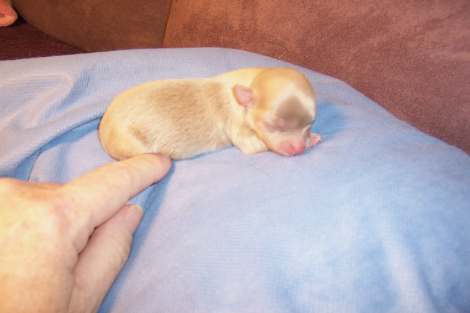 Chihuahuas-image-3